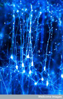 Neurons in the brain